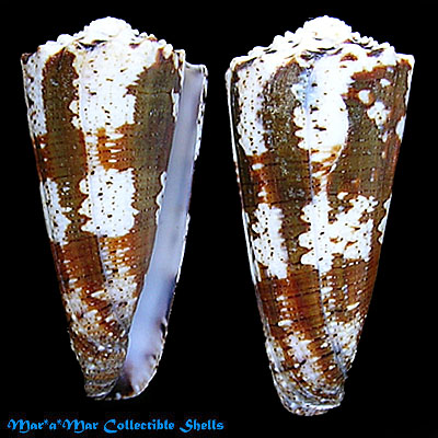 Conus fuscatus Born, 1778