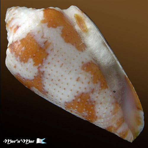 Conus (Tenorioconus) curassaviensis Hwass, 1792 - Imagem 2