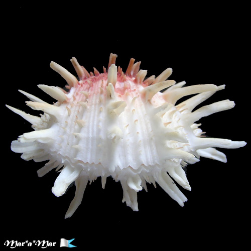 Spondylus americanus Hermann, 1781