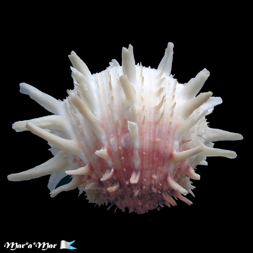 Spondylus americanus Hermann, 1781 - Imagem 2