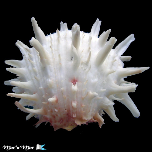 Spondylus americanus Hermann, 1781 - Imagem 3