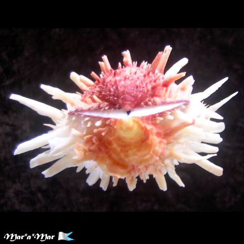 Spondylus americanus Hermann, 1781 - Imagem 4