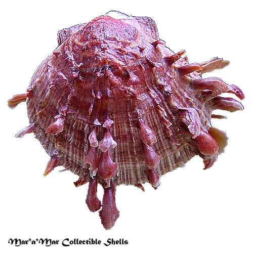 Spondylus ictericus Reeve, 1856