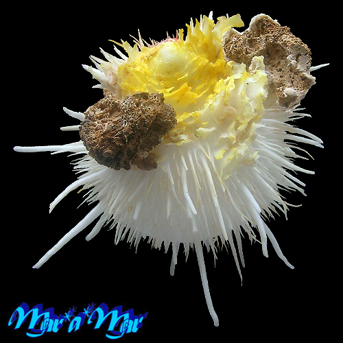 Alternative view of Spondylus aurispinae Damarco & Bologna, 2009