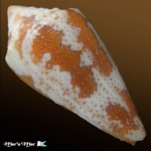 Tenorioconus curassaviensis Hwass, 17920 - Imagem 3