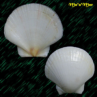 Pecten ziczac (Linnaeus, 1758)
