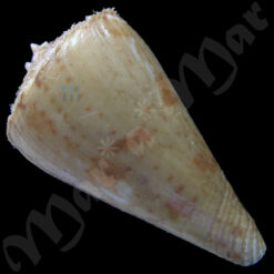 Alternative view of Yeddoconus ione Fulton, 1938