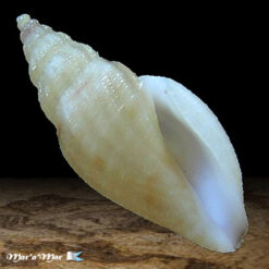 Eucitara sp.