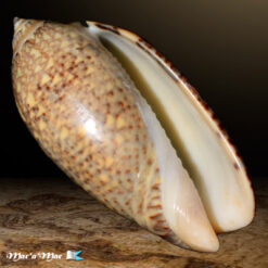 Oliva tisiphona Duclos, 1844