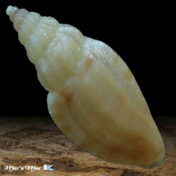 Eucitara sp. - Imagem 2