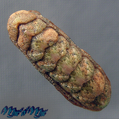 Ischnochiton pectinatus (Sowerby, 1840)