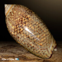 Oliva tisiphona Duclos, 1844 - Imagem 2