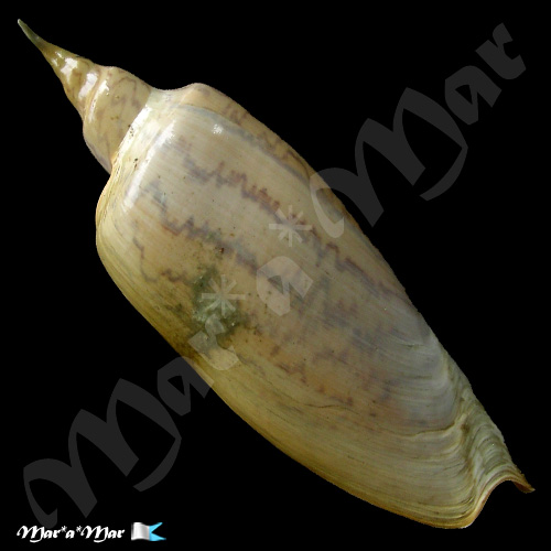 Alternative view of Zidona dufresnii (Donovan, 1823)