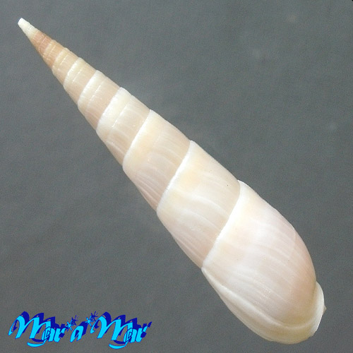 Alternative view of Terebra fatua Monteiro, Tenório & Poppe, 2004