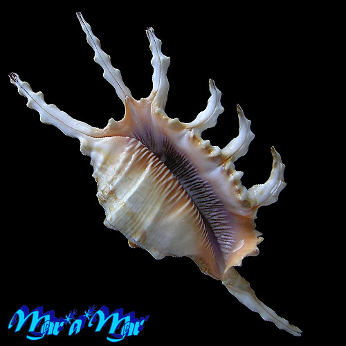 Lambis scorpius scorpius (Linnaeus, 1758)