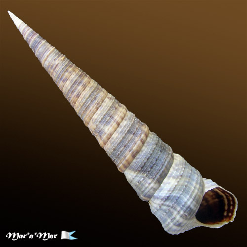 Turritella variegata (Linnaeus, 1758)