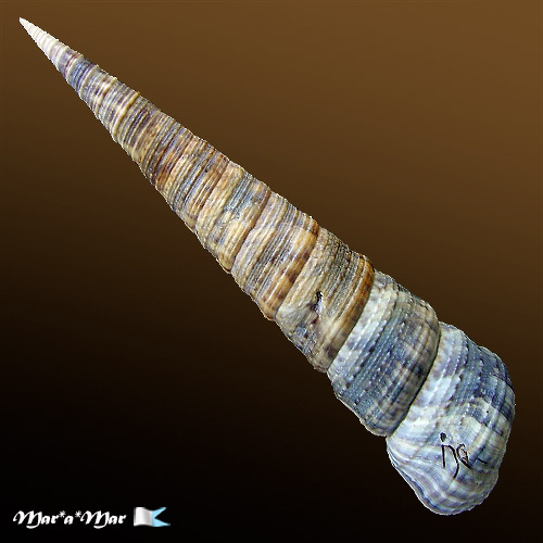 Alternative view of Turritella variegata (Linnaeus, 1758)