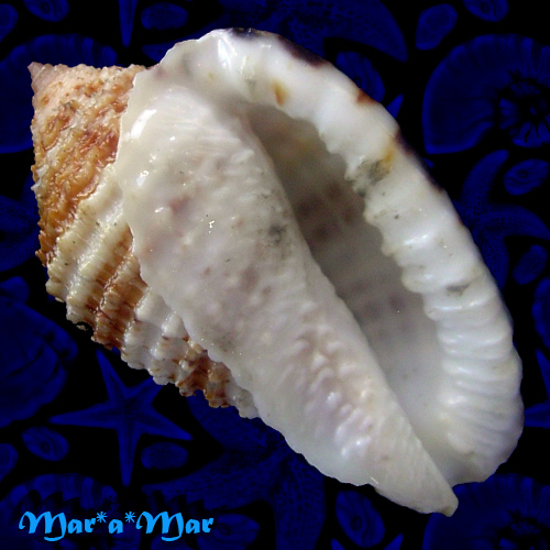 Morum grande A. Adams, 1855