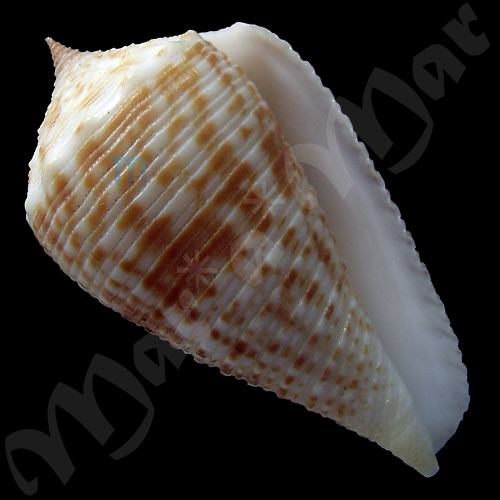 Conus rolani Röckel, 1986