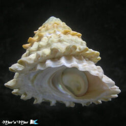 Lithopoma tectum tectum  (Lightfoot, J. in Solander, 1786)