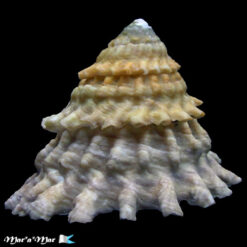 Lithopoma tectum tectum (Lightfoot, J. in Solander, 1786) - Imagem 2