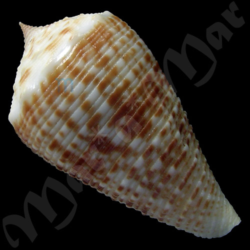 Conus rolani Röckel, 1986 - Image 2