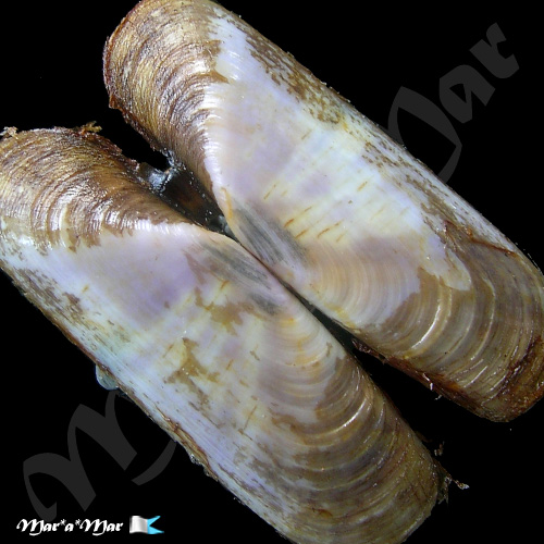 Tagelus plebeius (Lightfoot, 1786)