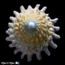 Lithopoma tectum tectum (Lightfoot, J. in Solander, 1786) - Imagem 3
