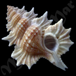 Biplex perca (Perry, 1811)