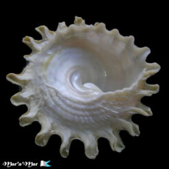 Lithopoma tectum tectum (Lightfoot, J. in Solander, 1786) - Imagem 4