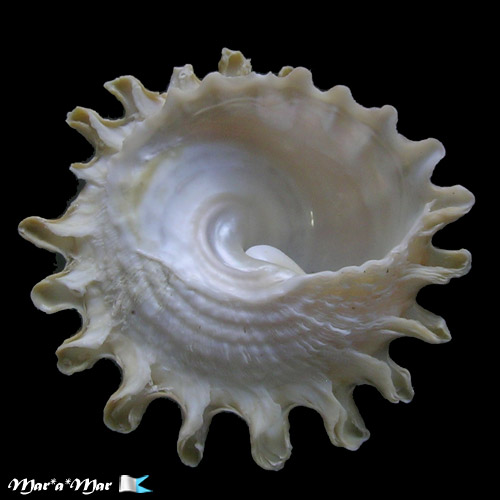 Lithopoma tectum tectum (Lightfoot, J. in Solander, 1786) - Imagem 4