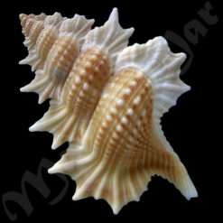 Biplex perca (Perry, 1811) - Imagem 2