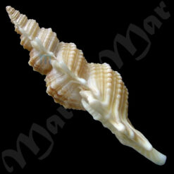 Biplex perca (Perry, 1811) - Imagem 3