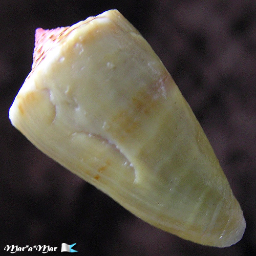Conus sp. - Image 2