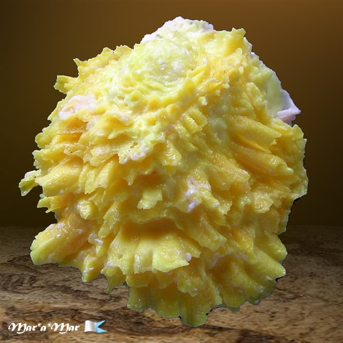 Chama macerophylla (Gmelin, 1791)