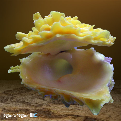 Chama macerophylla (Gmelin, 1791) - Imagem 2