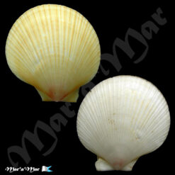Chlamys lischkei (Dunker, 1850) - Imagem 3