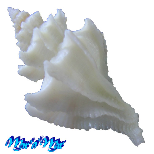 Trophon pelseneeri E.A.Smith, 1915 - Imagem 2