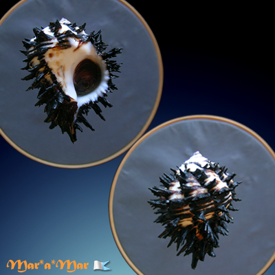 Hexaplex radix Gmelin,1791