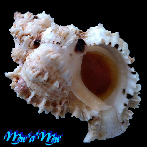 Phyllonotus occulatus (Reeve, 1845)