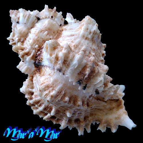 Alternative view of Phyllonotus occulatus (Reeve, 1845)