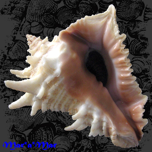 Vasum cassiforme (Kiener, 1841)