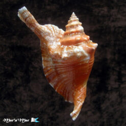 Alternative view of Strombus gallus Linnaeus, 1758