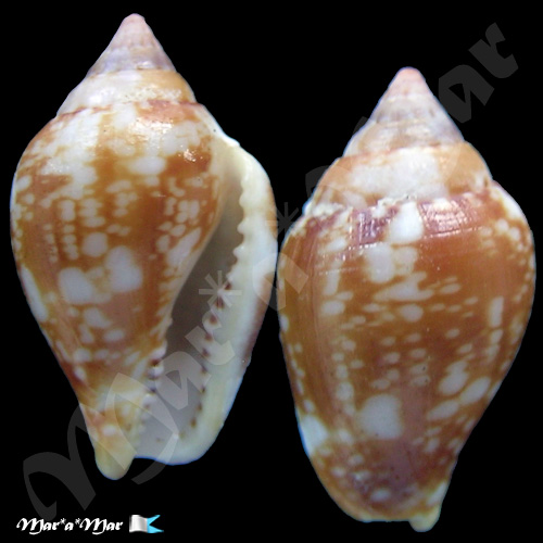 Columbella adansoni Menke, C.T., 1853