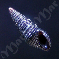 Pilsbryspira sp.
