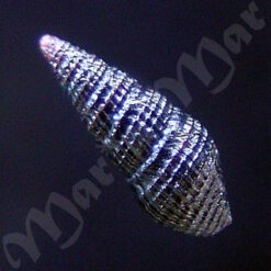 Pilsbryspira sp. - Imagem 2