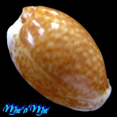 Cypraea (Erosaria) acicularis acicularis Gmelin, 1791