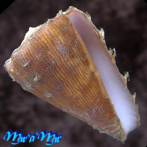 Conus princeps lineolatus Valenciennes, 1832 - Imagem 2