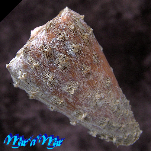 Conus princeps lineolatus Valenciennes, 1832 - Imagem 3