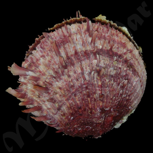 Spondylus ictericus Reeve, 1856